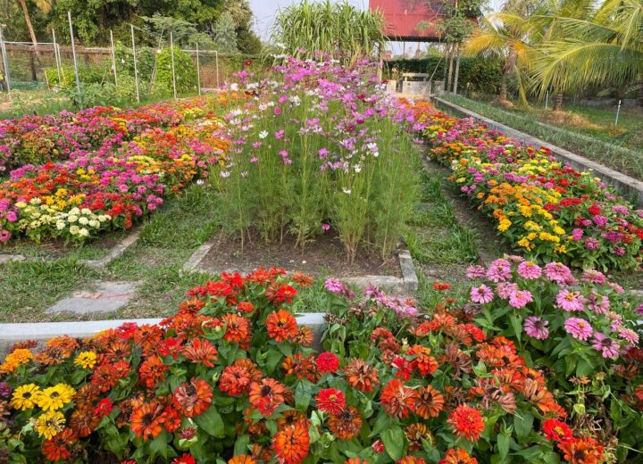 Flower Garden